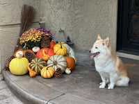 BUDDY & BROWNIE - Photo 3