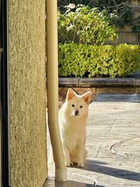 BUDDY & BROWNIE - Photo 2