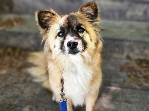 JJAJANG - Keeshond / Spitz available for adoption