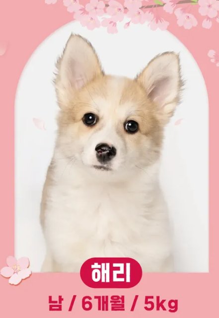 HARRY - Pembroke Welsh Corgi / Shiba Inu available for adoption