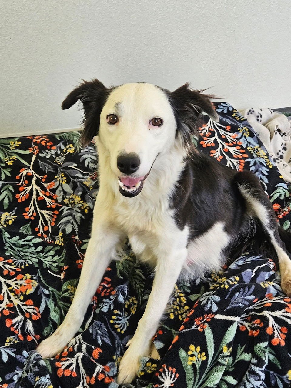 WILLOW - Border Collie available for adoption
