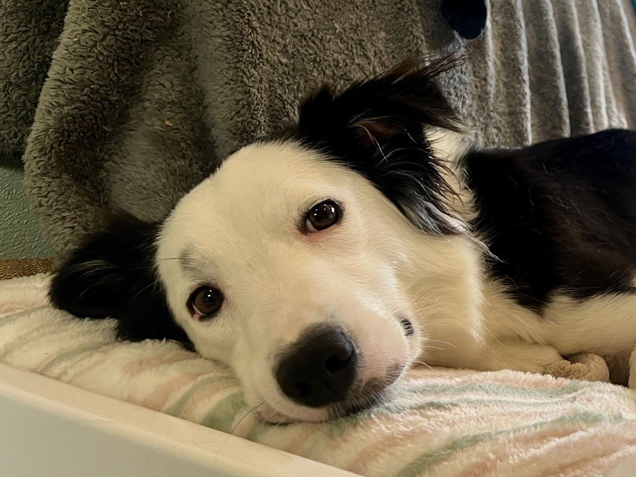 WILLOW - Border Collie available for adoption