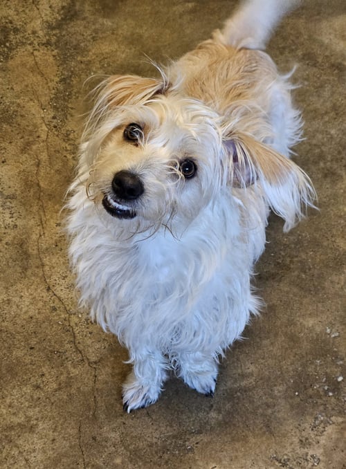 GOOFY - Dachshund / Poodle (Miniature) available for adoption