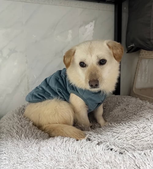 HOJI - Corgi / Spitz available for adoption