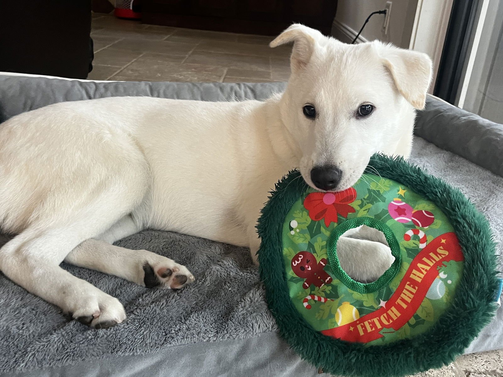 JUNO - Jindo (Korean) / Labrador Retriever available for adoption