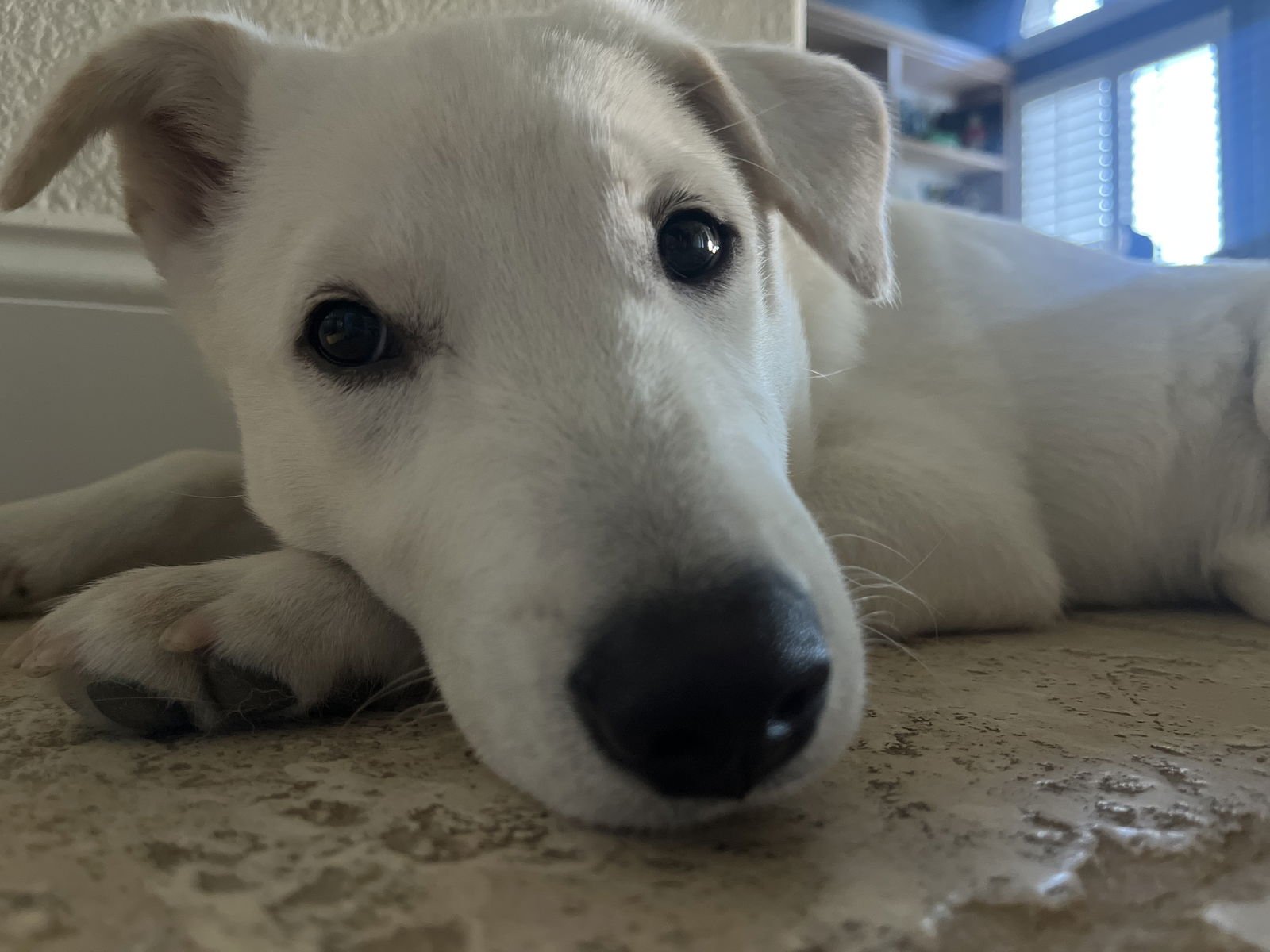 JUNO - Jindo (Korean) / Labrador Retriever available for adoption