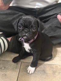 PEGGY SUE - Photo 1