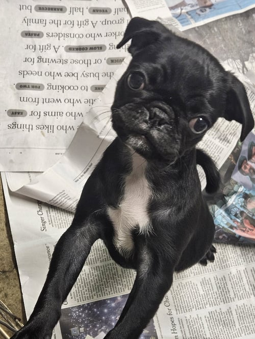 PEGGY SUE - Pug available for adoption
