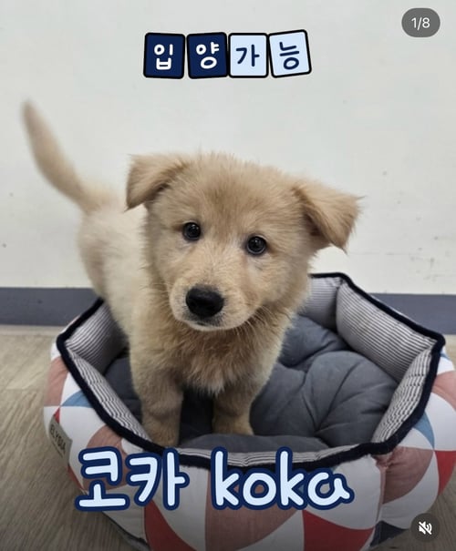 COCA - Golden Retriever / Spitz available for adoption