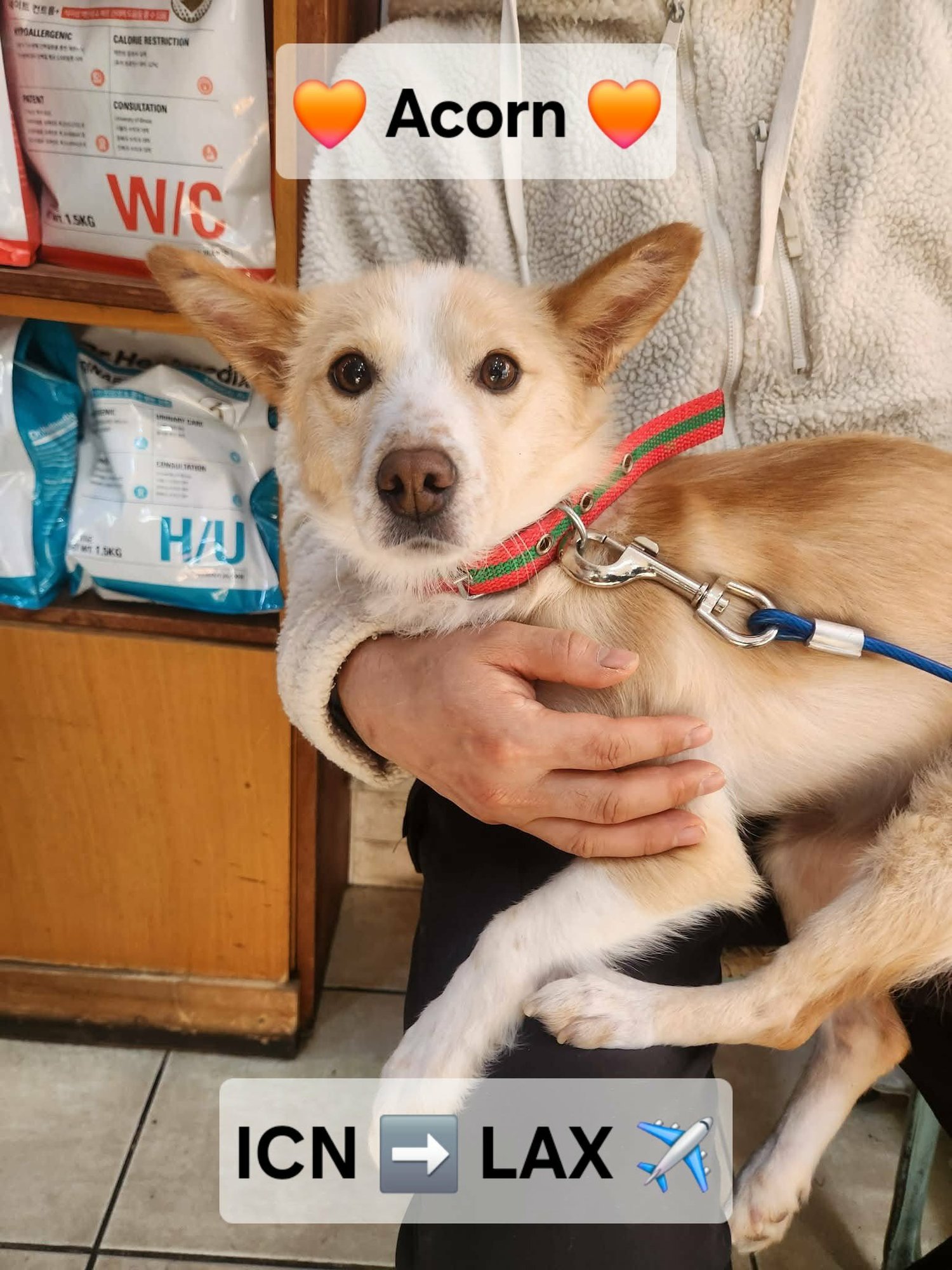 ACORN - Jindo (Korean) / Corgi available for adoption