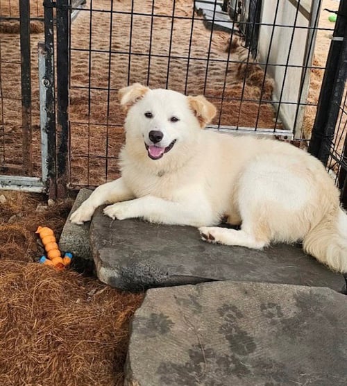 BONNIE - Golden Retriever / Spitz available for adoption