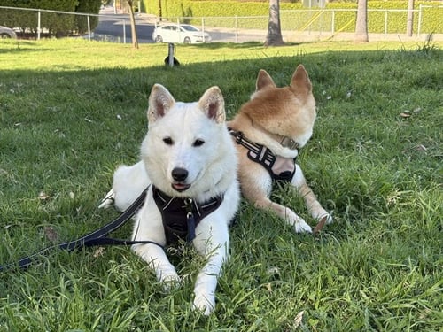 RED - Jindo (Korean) available for adoption