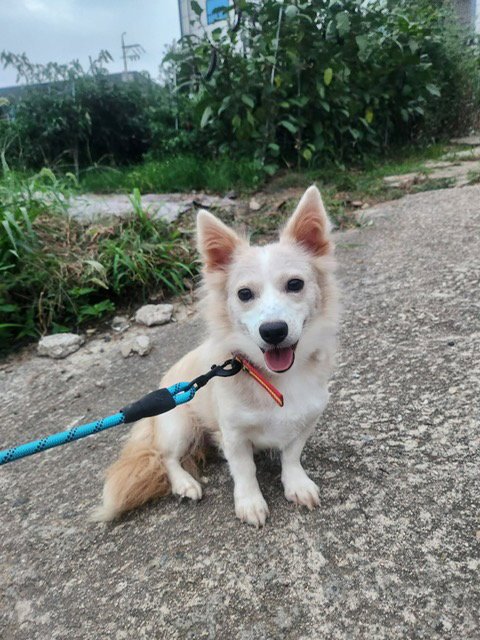 JANE - Spitz available for adoption