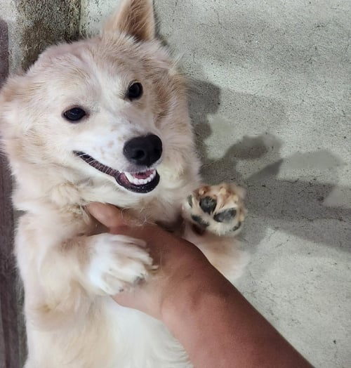 JANE - Spitz available for adoption