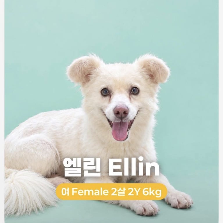 ELLIN Image