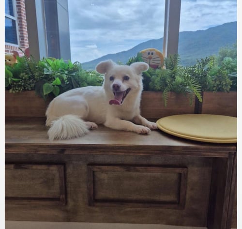 ELLIN - Jindo (Korean) / Spitz available for adoption