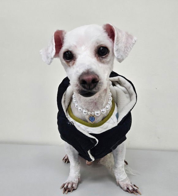 VICTORY - Bichon Frise available for adoption