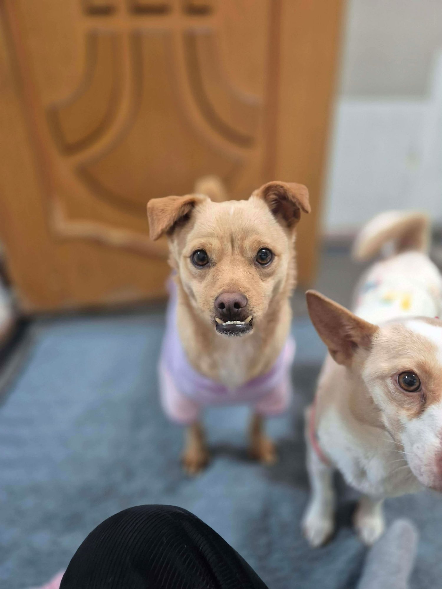 HAMO - Shiba Inu / Chihuahua available for adoption