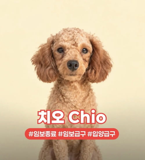 CHIO - Poodle (Toy) available for adoption