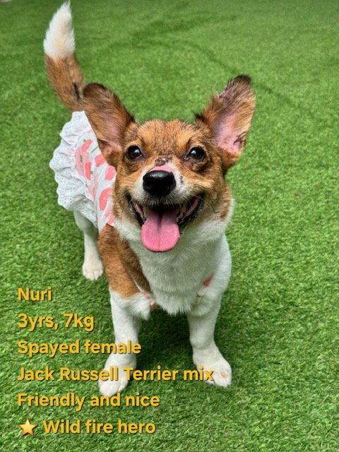 NURI - Corgi / Jack Russell Terrier available for adoption