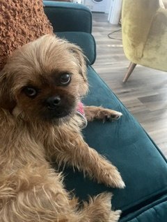 MAISY - Brussels Griffon available for adoption