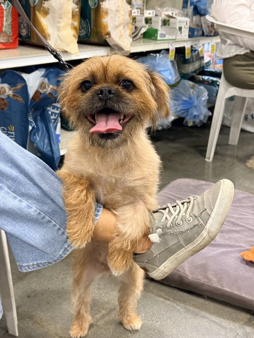 MAISY - Brussels Griffon available for adoption