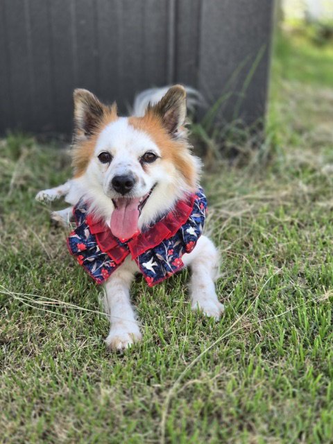 EUN - Pomeranian / Spitz available for adoption