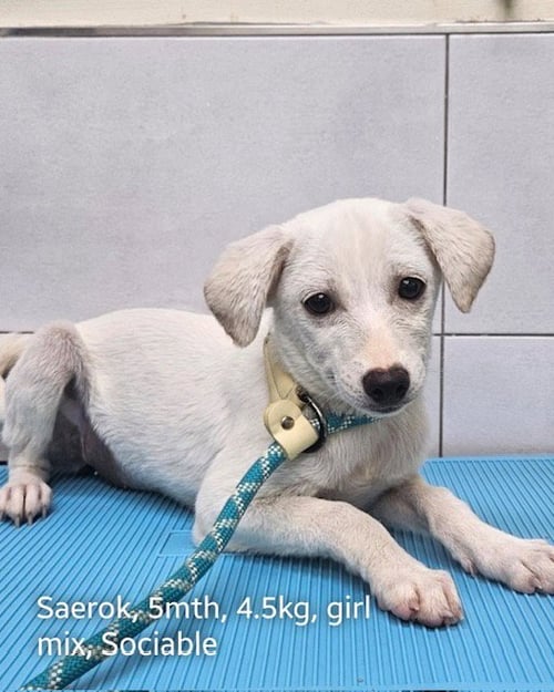 SAEROK - Chihuahua / Beagle available for adoption