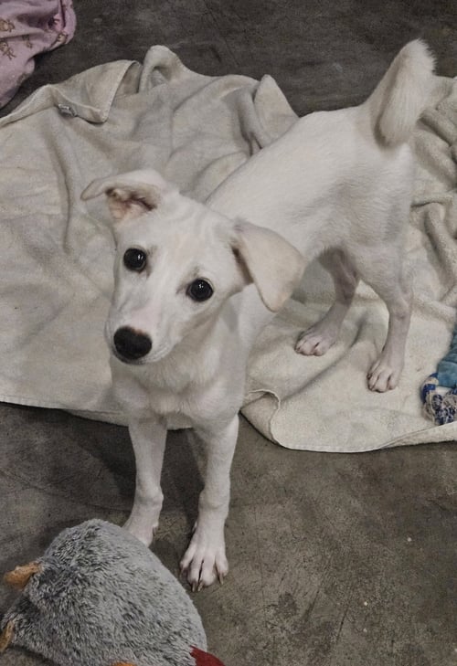 SAEROK - Chihuahua / Beagle available for adoption