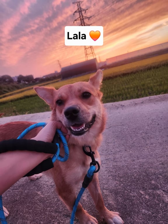 LALA Image