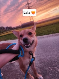 LALA - Photo 1