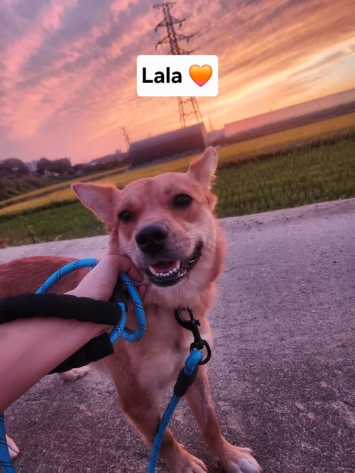 LALA - Jindo (Korean) / Corgi available for adoption