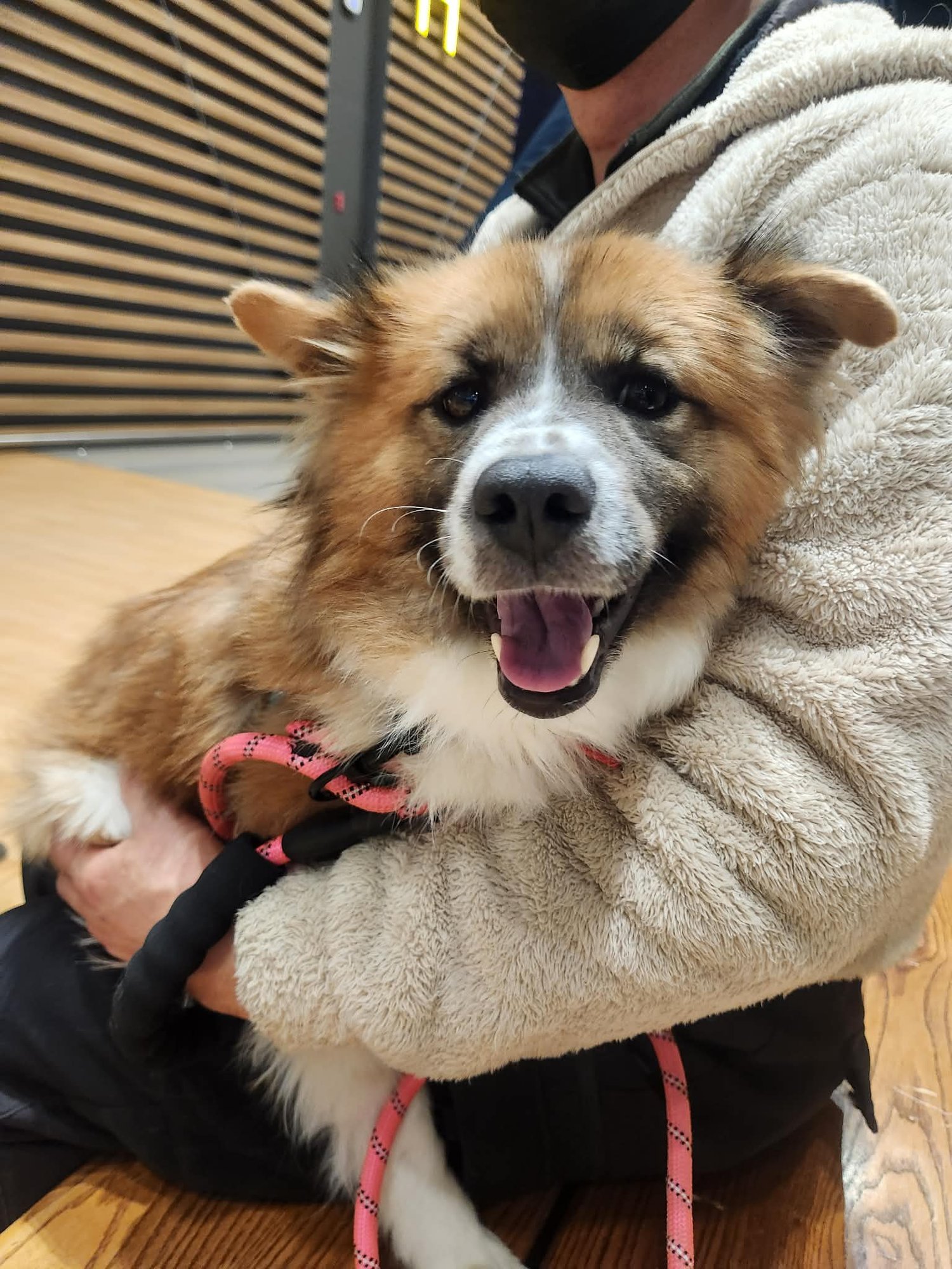 RACCOON - Corgi / Spaniel available for adoption