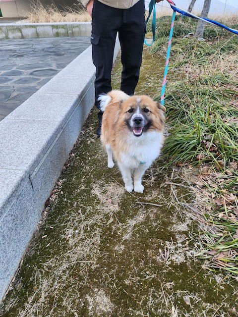 RACCOON - Corgi / Spaniel available for adoption