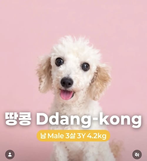DDANG-KONG