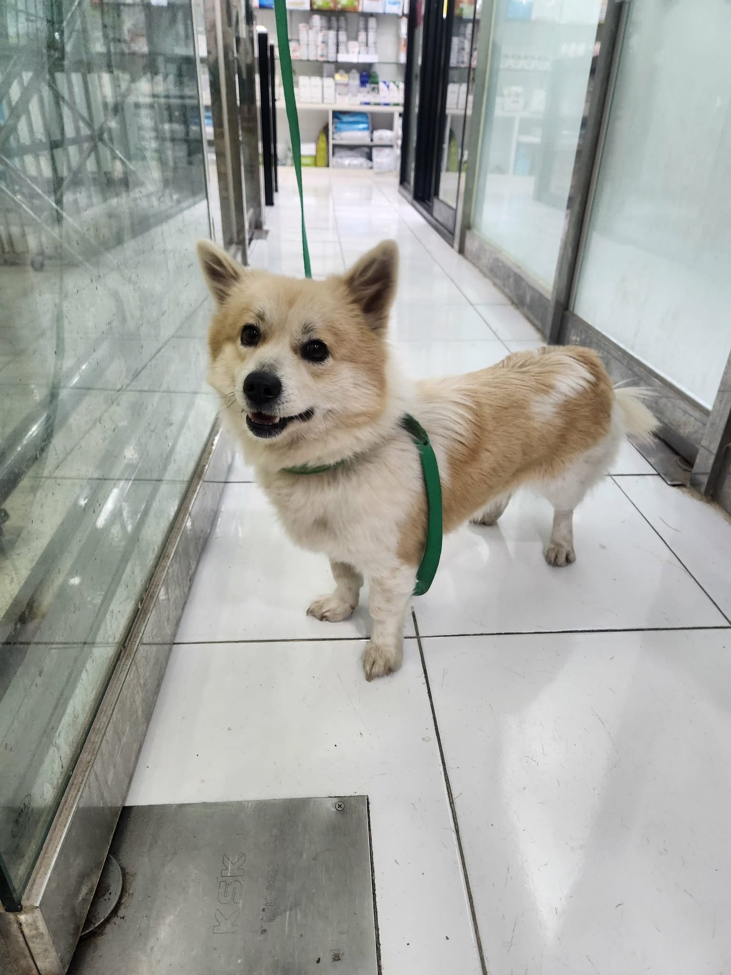 SERI - Pomeranian / Shiba Inu available for adoption
