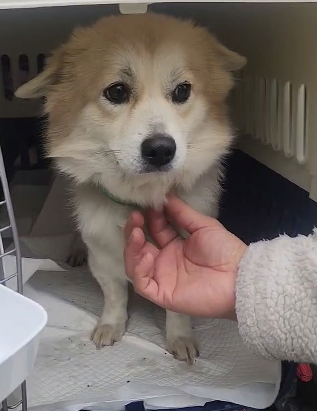 SERI - Pomeranian / Shiba Inu available for adoption