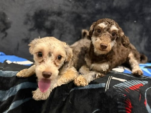 MOLLY - Yorkshire Terrier Yorkie / Poodle (Miniature) available for adoption