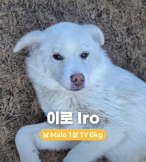 IRO