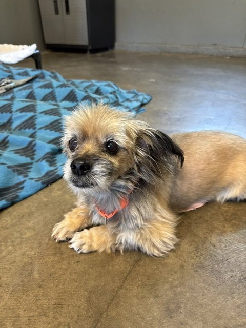 CHAMP - Shih Tzu available for adoption