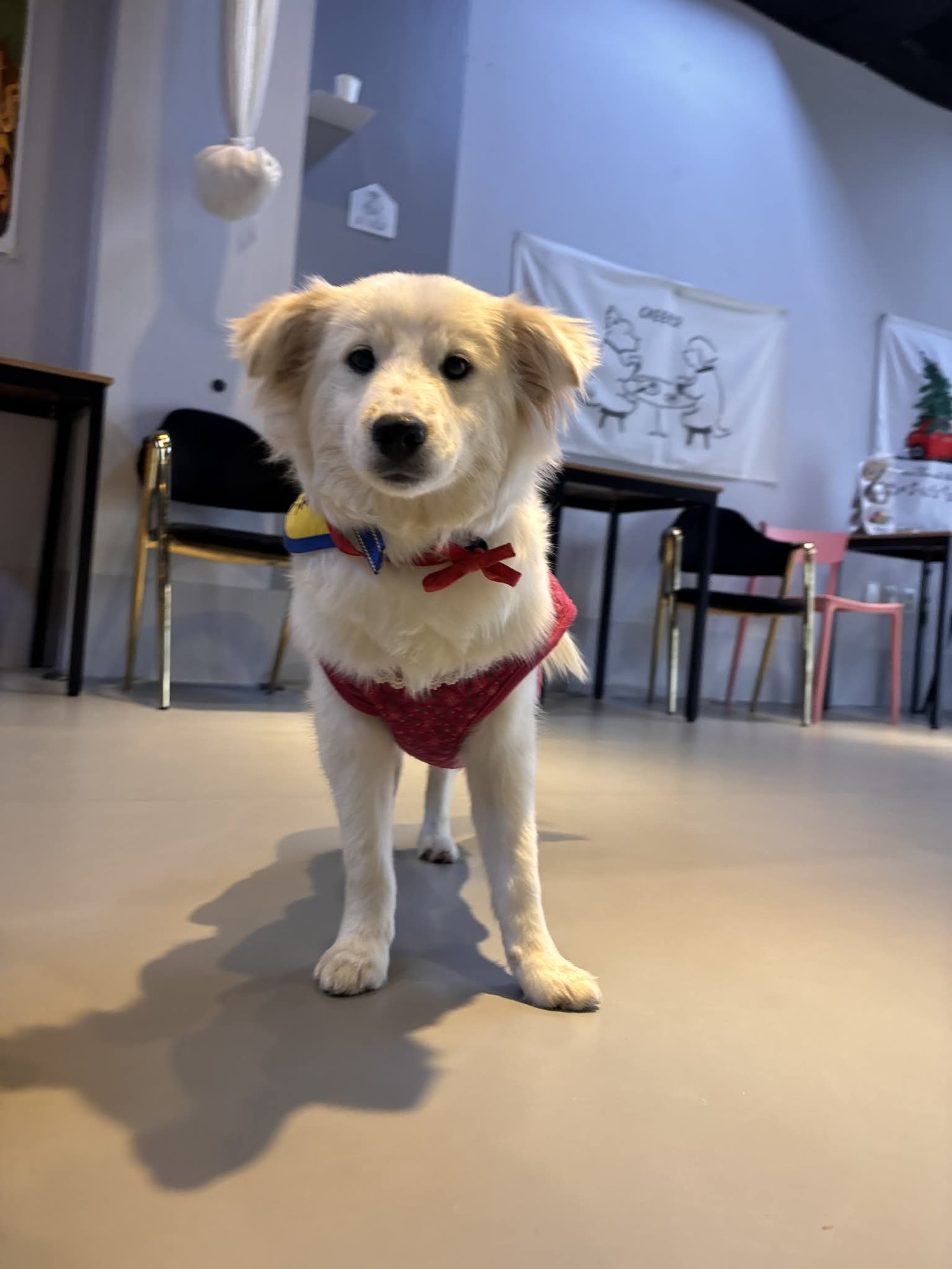 MONG-SIL - Jindo (Korean) / Spitz available for adoption