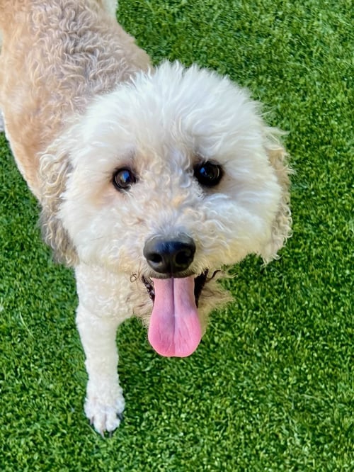 DAEPO - Poodle (Miniature) / Golden Retriever available for adoption