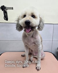DAEPO - Photo 2