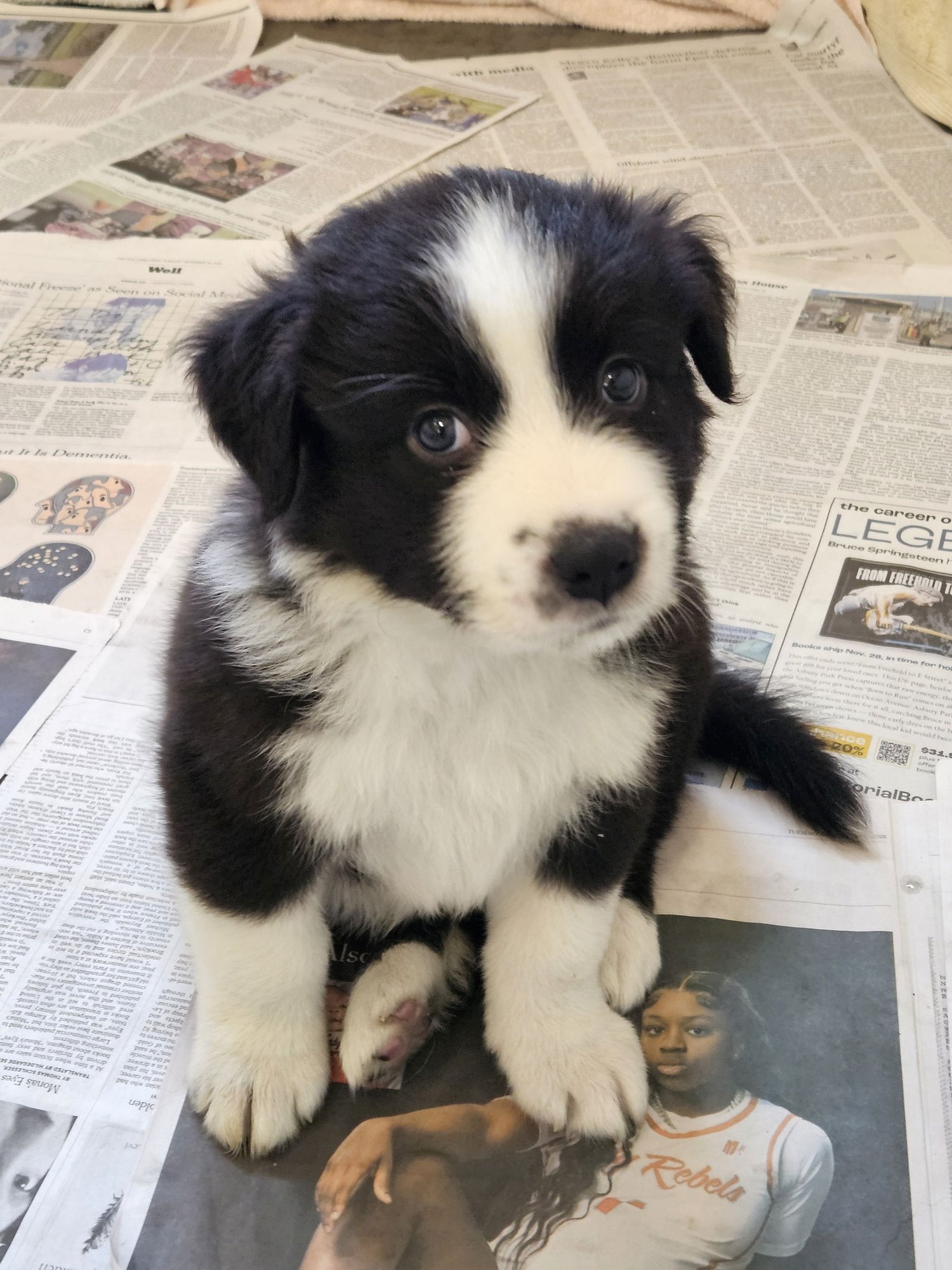 BIRCH - Border Collie available for adoption