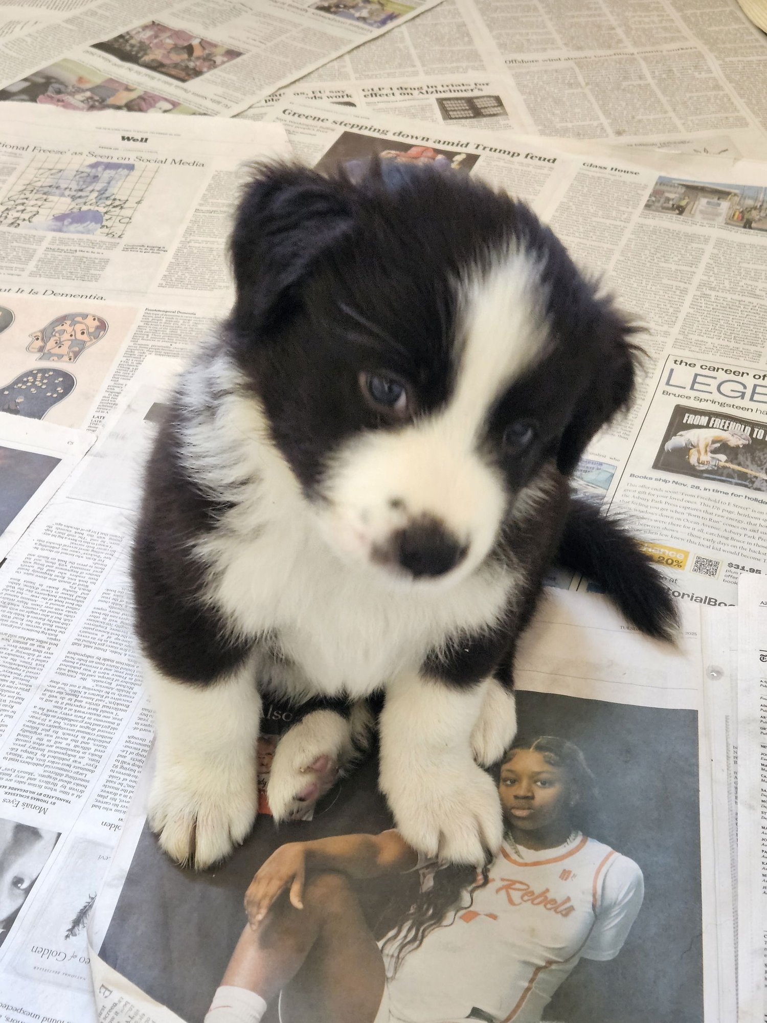 BIRCH - Border Collie available for adoption