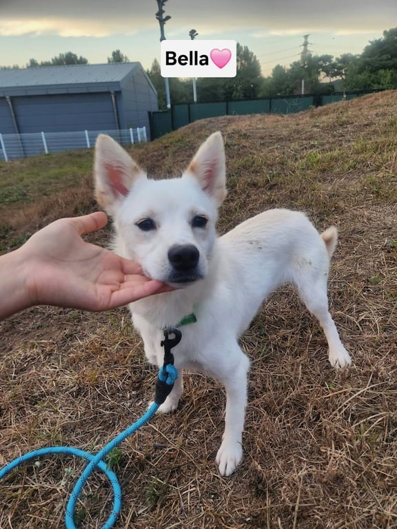 BELLA Image