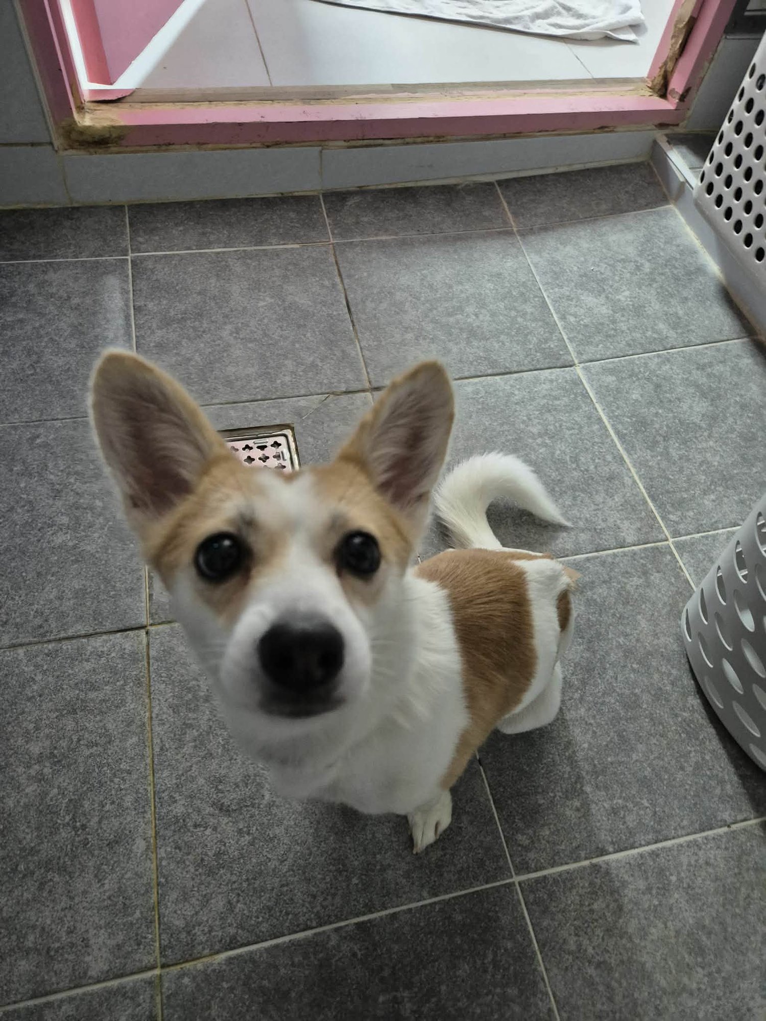 SEVEN - Jack Russell Terrier / Chihuahua available for adoption