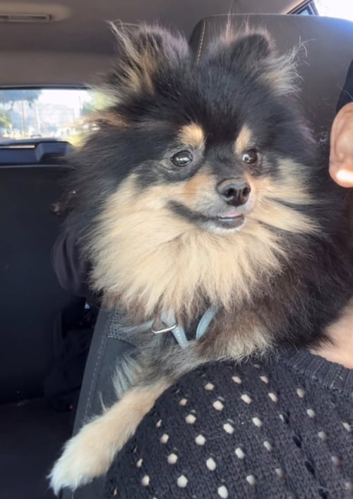 JACK - Pomeranian available for adoption