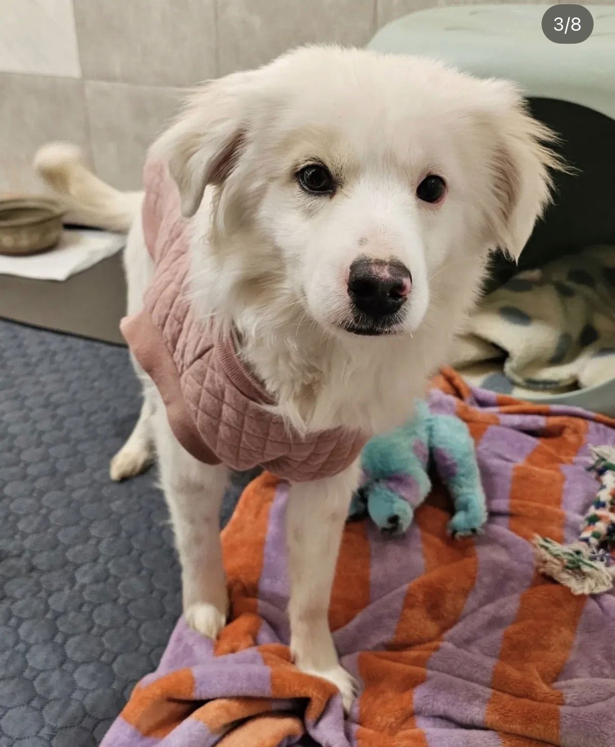 MICHAEL - Jindo (Korean) / Spitz available for adoption