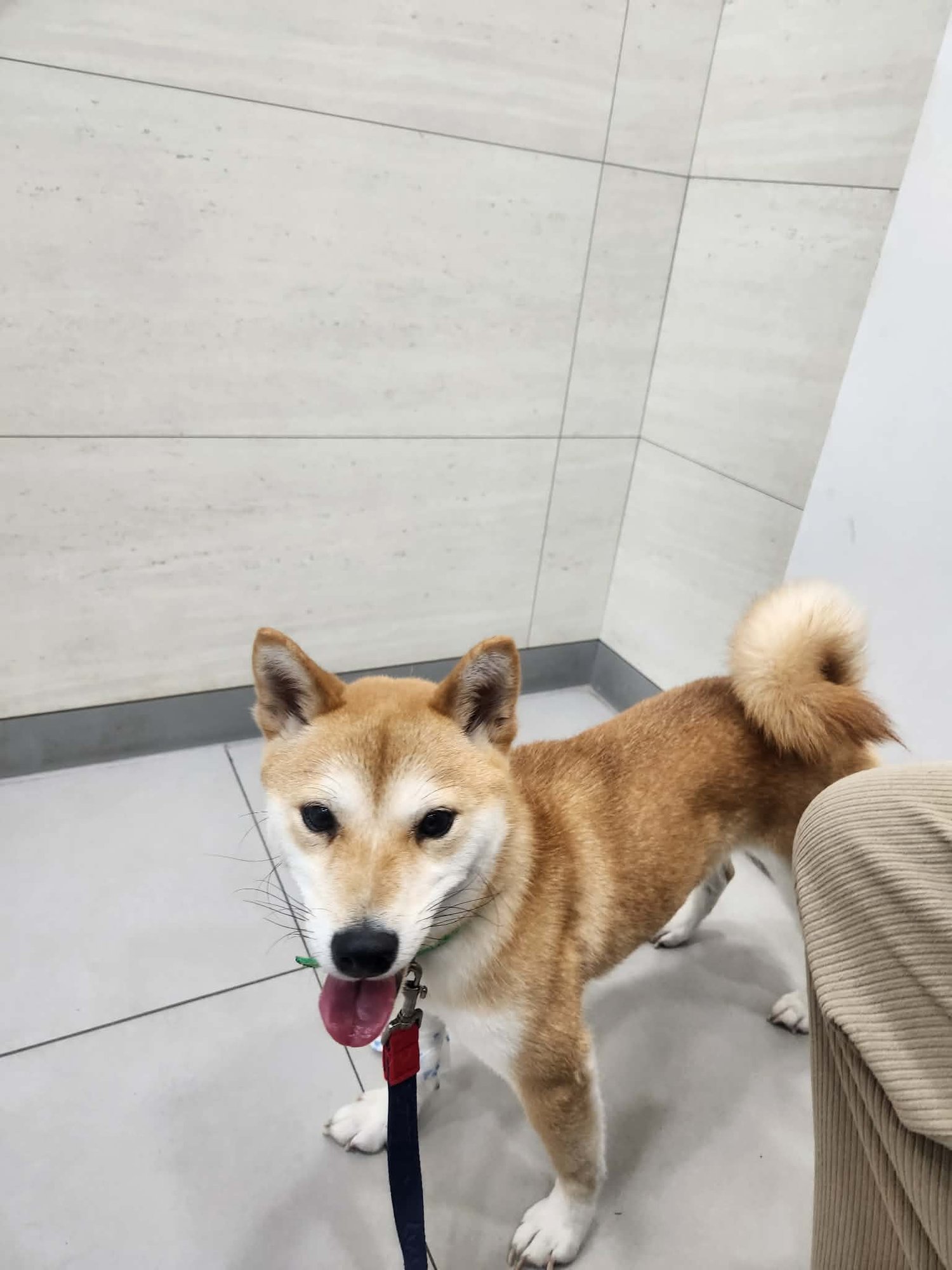 LUNA - Shiba Inu available for adoption